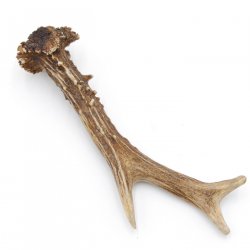 Rehstange Länge 16 cm echte Abwurfstange Reh Geweihestange Stange Rehgehörn Gehörn 14.1.275