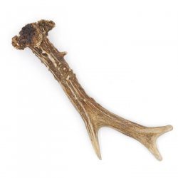 Rehstange Länge 16 cm echte Abwurfstange Reh Geweihestange Stange Rehgehörn Gehörn 14.1.275