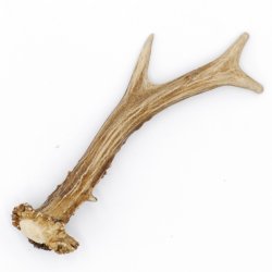 Rehstange Länge 16 cm echte Abwurfstange Reh Geweihestange Stange Rehgehörn Gehörn 14.1.275