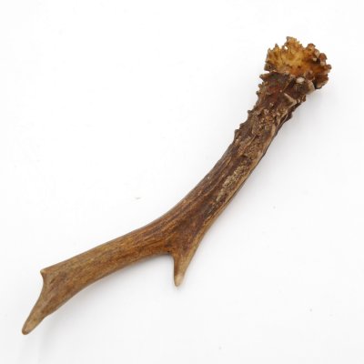 Rehstange Länge 19 cm echte Abwurfstange Reh Geweihestange Stange Rehgehörn Gehörn 14.1.276