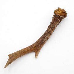Rehstange Länge 19 cm echte Abwurfstange Reh Geweihestange Stange Rehgehörn Gehörn 14.1.276