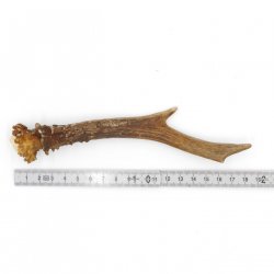 Rehstange Länge 19 cm echte Abwurfstange Reh Geweihestange Stange Rehgehörn Gehörn 14.1.276