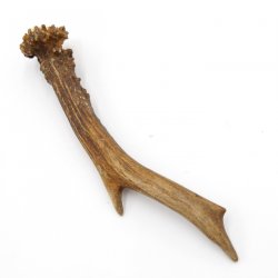 Rehstange Länge 19 cm echte Abwurfstange Reh Geweihestange Stange Rehgehörn Gehörn 14.1.276