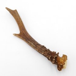 Rehstange Länge 19 cm echte Abwurfstange Reh Geweihestange Stange Rehgehörn Gehörn 14.1.276