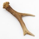 Rehstange Länge 16 cm echte Abwurfstange Reh Geweihestange Stange Rehgehörn Gehörn 14.1.277
