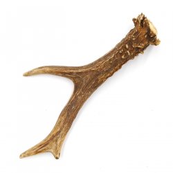 Rehstange Länge 16 cm echte Abwurfstange Reh Geweihestange Stange Rehgehörn Gehörn 14.1.277