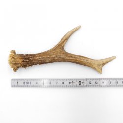 Rehstange Länge 16 cm echte Abwurfstange Reh Geweihestange Stange Rehgehörn Gehörn 14.1.277