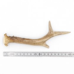 Rehstange Länge 20 cm echte Abwurfstange Reh Geweihestange Stange Rehgehörn Gehörn 14.1.278