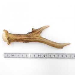 Rehstange Länge 17 cm echte Abwurfstange Reh Geweihestange Stange Rehgehörn Gehörn 14.1.279