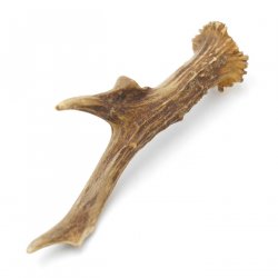 Rehstange Länge 17 cm echte Abwurfstange Reh Geweihestange Stange Rehgehörn Gehörn 14.1.279