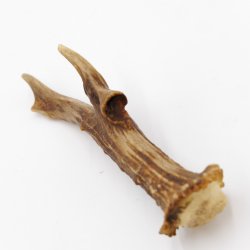 Rehstange Länge 17 cm echte Abwurfstange Reh Geweihestange Stange Rehgehörn Gehörn 14.1.279