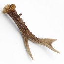 Rehstange Länge 17 cm echte Abwurfstange Reh Geweihestange Stange Rehgehörn Gehörn 14.1.281