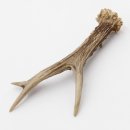 Rehstange Länge 17 cm echte Abwurfstange Reh Geweihestange Stange Rehgehörn Gehörn 14.1.281