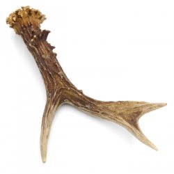 Rehstange Länge 17 cm echte Abwurfstange Reh Geweihestange Stange Rehgehörn Gehörn 14.1.281