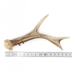 Rehstange Länge 17 cm echte Abwurfstange Reh Geweihestange Stange Rehgehörn Gehörn 14.1.281