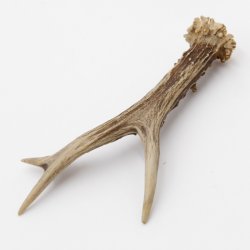 Rehstange Länge 17 cm echte Abwurfstange Reh Geweihestange Stange Rehgehörn Gehörn 14.1.281