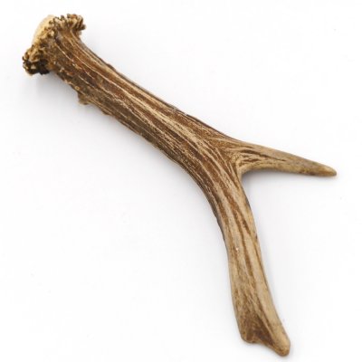 Rehstange Länge 17 cm echte Abwurfstange Reh Geweihestange Stange Rehgehörn Gehörn 14.1.282
