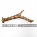 Rehstange Länge 17 cm echte Abwurfstange Reh...