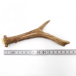 Rehstange Länge 17 cm echte Abwurfstange Reh Geweihestange Stange Rehgehörn Gehörn 14.1.282