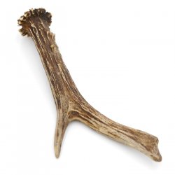 Rehstange Länge 17 cm echte Abwurfstange Reh Geweihestange Stange Rehgehörn Gehörn 14.1.282