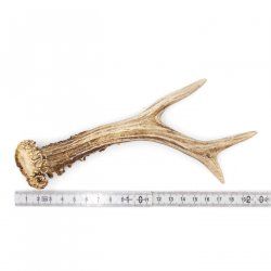 Rehstange Länge 20 cm echte Abwurfstange Reh Geweihestange Stange Rehgehörn Gehörn 14.1.283