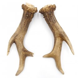 Rehstangen 225 g "Luxusgehörn" Reh Geweih Paar 2 Stück Länge 19 cm 14.2.453