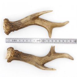 Rehstangen 225 g "Luxusgehörn" Reh Geweih Paar 2 Stück Länge 19 cm 14.2.453