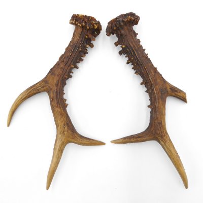 Rehstangen 340 g Reh Geweih Paar 2 Stück Länge 25 cm 14.2.454
