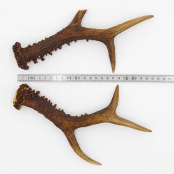 Rehstangen 340 g Reh Geweih Paar 2 Stück Länge 25 cm 14.2.454
