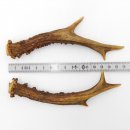 Rehstangen Reh Geweih Paar 2 Stück Länge 16 cm...