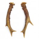 Rehstangen Reh Geweih Paar 2 Stück Länge 16 cm 14.2.455