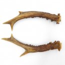 Rehstangen Reh Geweih Paar 2 Stück Länge 16 cm 14.2.455