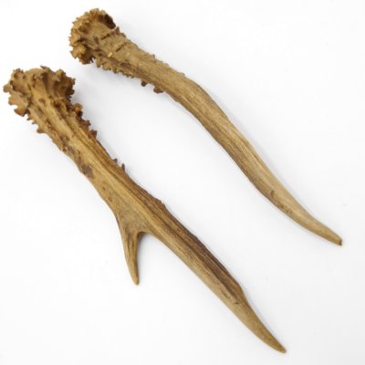 Rehstangen Reh Geweih Paar 2 Stück Länge 20 cm 14.2.456