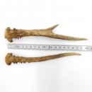 Rehstangen Reh Geweih Paar 2 Stück Länge 20 cm 14.2.456