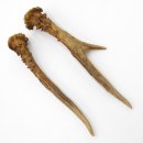 Rehstangen Reh Geweih Paar 2 Stück Länge 20 cm 14.2.456