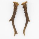 Rehstangen Reh Geweih Paar 2 Stück Länge 19,5 cm 14.2.457