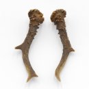 Rehstangen Reh Geweih Paar 2 Stück Länge 19,5 cm 14.2.457