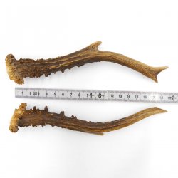 Rehstangen Reh Geweih Paar 2 Stück Länge 19,5 cm 14.2.457