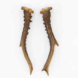 Rehstangen Reh Geweih Paar 2 Stück Länge 19,5 cm 14.2.457