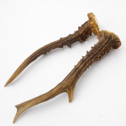 Rehstangen Reh Geweih Paar 2 Stück Länge 19,5 cm 14.2.457