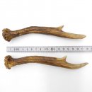 Rehstangen Reh Geweih Paar 2 Stück Länge 18 cm...