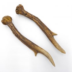 Rehstangen Reh Geweih Paar 2 Stück Länge 18 cm 14.2.458