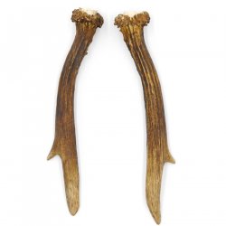 Rehstangen Reh Geweih Paar 2 Stück Länge 18 cm 14.2.458
