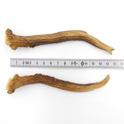 Rehstangen Reh Geweih Paar 2 Stück Länge 15 cm 14.2.459