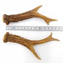 Rehstangen Reh Geweih Paar 2 Stück Länge 16 cm...