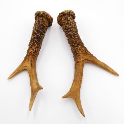 Rehstangen Reh Geweih Paar 2 Stück Länge 16 cm 14.2.460