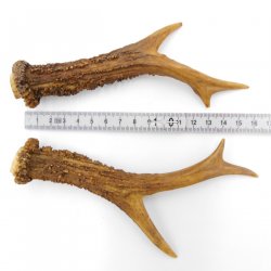 Rehstangen Reh Geweih Paar 2 Stück Länge 16 cm 14.2.460