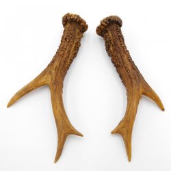Rehstangen Reh Geweih Paar 2 Stück Länge 16 cm 14.2.460