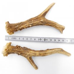 Rehstangen Reh Geweih Paar 2 Stück Länge 14 cm 14.2.461