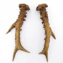 Rehstangen Reh Geweih Paar 2 Stück Länge 19,5 cm 14.2.462